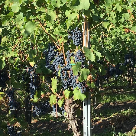 Gaestehaus Zeller Altstadt